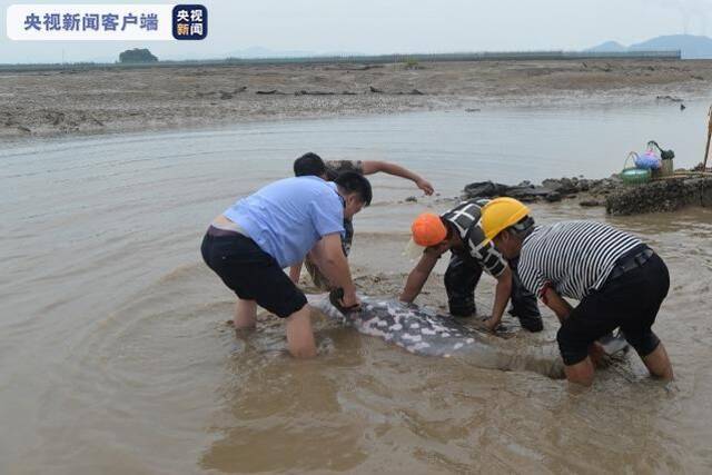 两条海豚在宁波市宁海县西店镇滩涂搁浅 现已放生大海