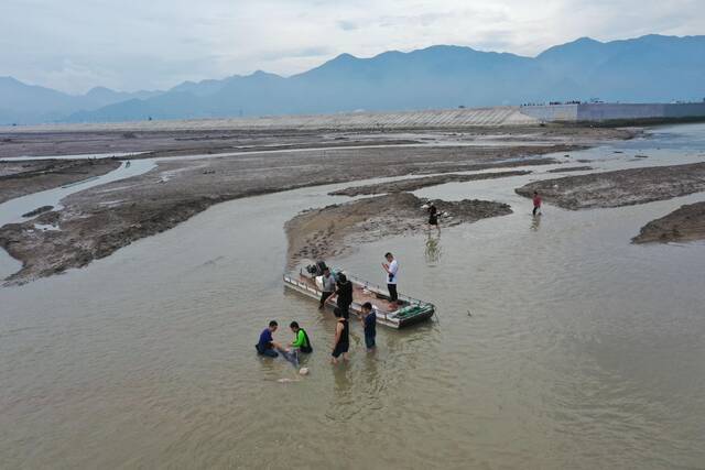 又有2头海豚搁浅！三天内浙江海域为何鲸豚再陷险境