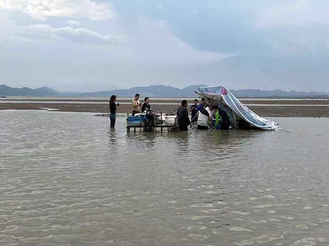 又有2头海豚搁浅！三天内浙江海域为何鲸豚再陷险境