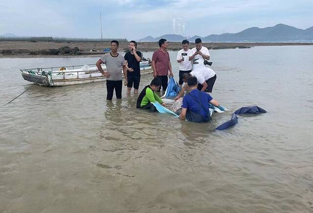 又有2头海豚搁浅！三天内浙江海域为何鲸豚再陷险境