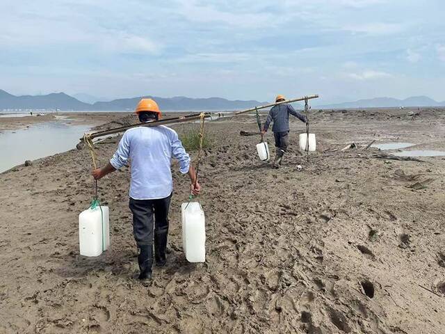 又有2头海豚搁浅！三天内浙江海域为何鲸豚再陷险境