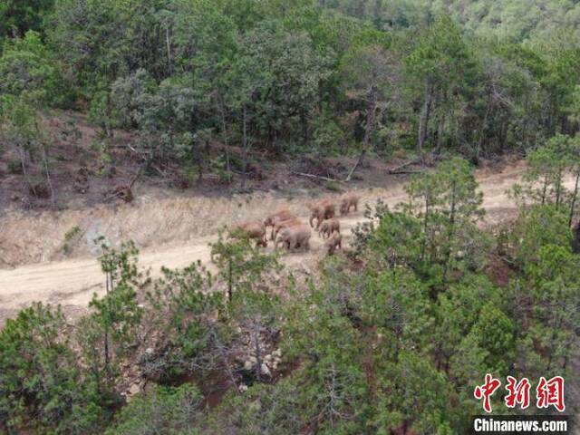 图为监测到的象群。云南省森林消防总队提供
