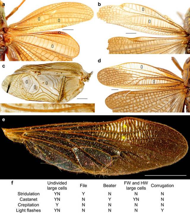 3.1亿年前昆虫或已开始用翅膀传播信息