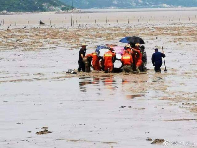 浙江台州海域两头疑似鲸类海洋生物搁浅，多部门正救援