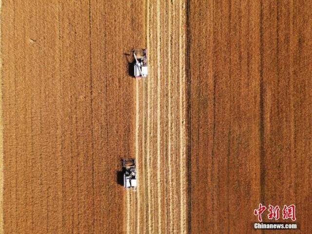 资料图为吉林省镇赉县小冰麦秋收场景。中新社发潘晟昱摄