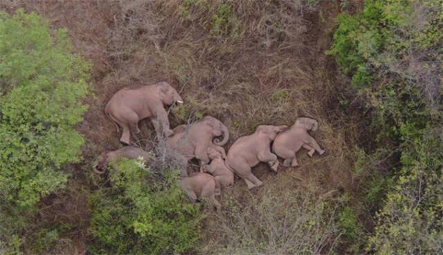 大象在迁徙途中小憩视频截图
