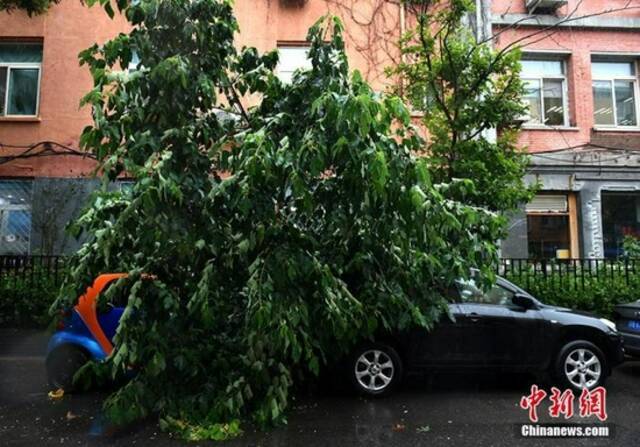 北京迎来强降雨，两辆停在路边的汽车被树枝压住。中新网记者李霈韵摄