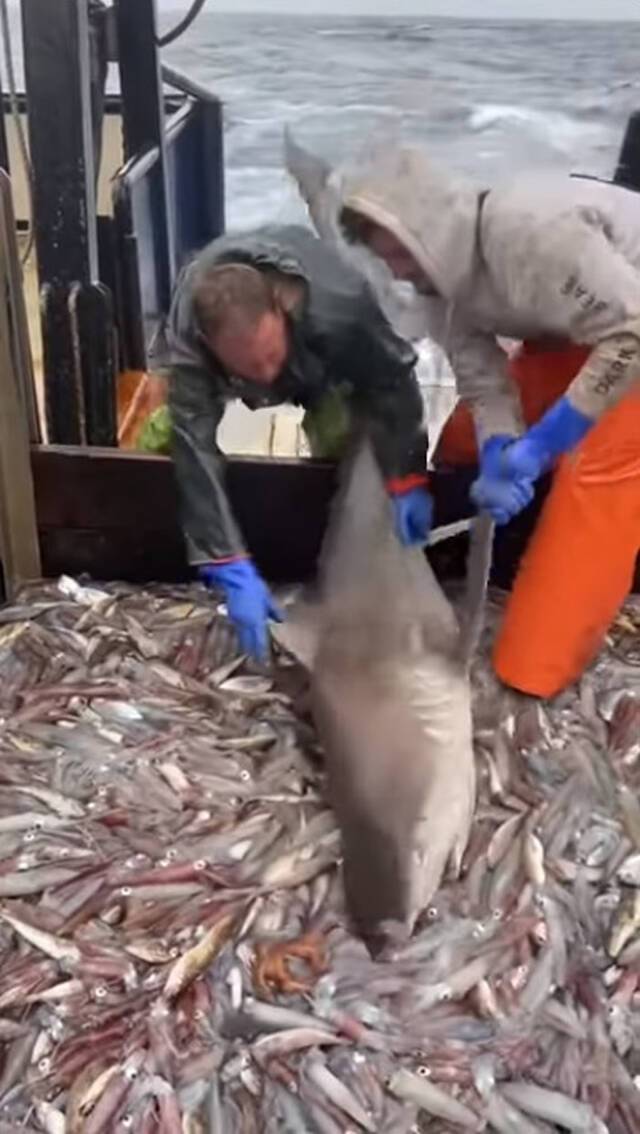 新英格兰渔民意外捕获鲨鱼要放生时它却不愿离开不断啃食船上的小鱼