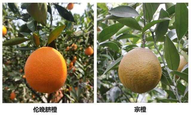 ▲“宗橙”和“伦晚脐橙”果实性状对比