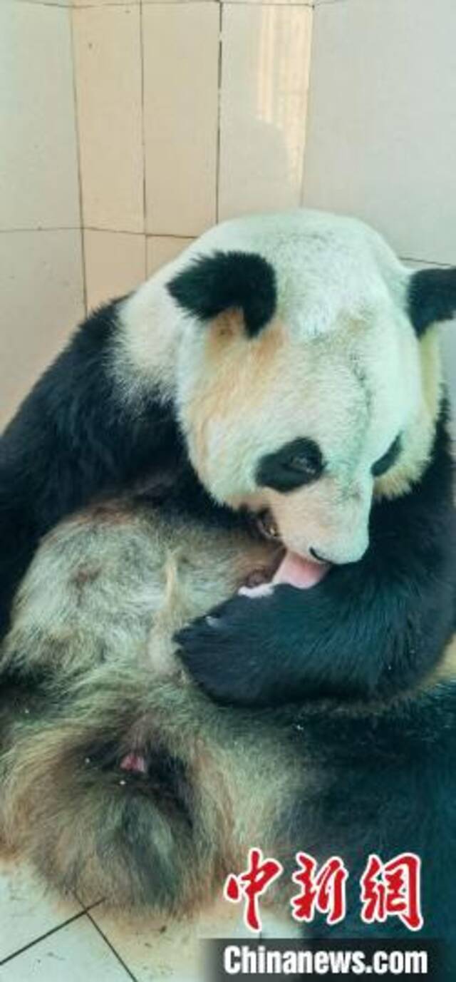 大熊猫“苏珊”和新生宝宝在一起。中国大熊猫保护研究中心供图