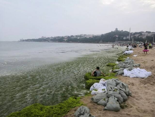 在青岛第一海水浴场，岸边漂浮着大量浒苔。摄影/本刊记者周群峰