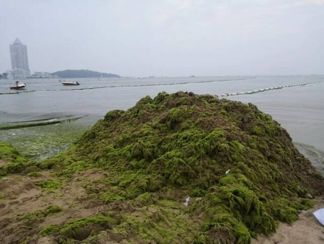 在青岛第一海水浴场岸边，堆积如山的浒苔。摄影/本刊记者周群峰