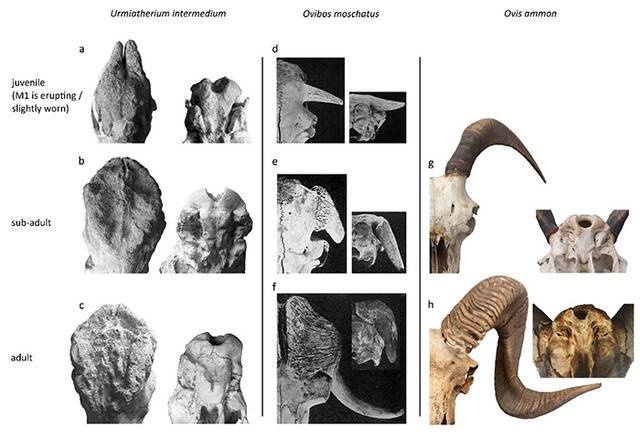 乌米兽、麝牛及盘羊的角心和基枕部发育比较图（史勤勤供图）