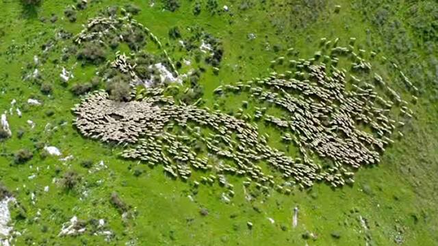 以色列摄影师用无人机拍摄约克尼穆和平谷农场中的上千头绵羊开餐壮观场景