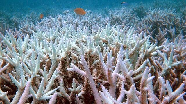 大堡礁珊瑚图源：澳联社