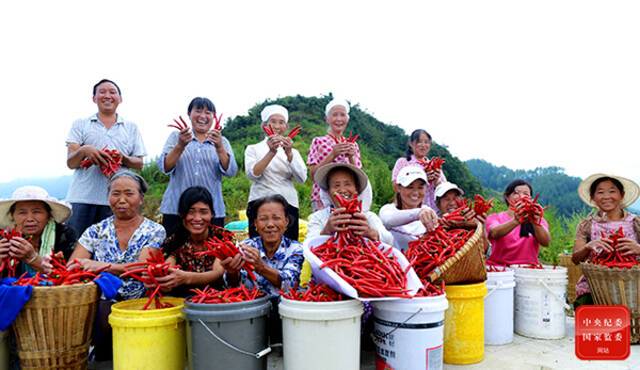 辣椒产业已成为铜仁市沿河县巩固拓展脱贫攻坚成果同乡村振兴有效衔接的支柱产业之一。图为沿河县群众喜获丰收的场景。黄庆松摄