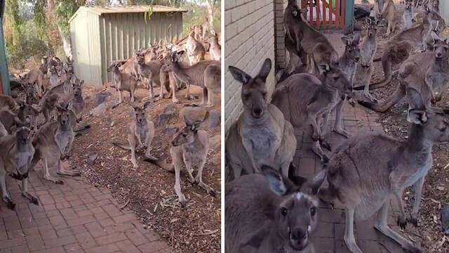 被15只袋鼠围观！澳大利亚女子推开门看到一大群袋鼠在门口聚集