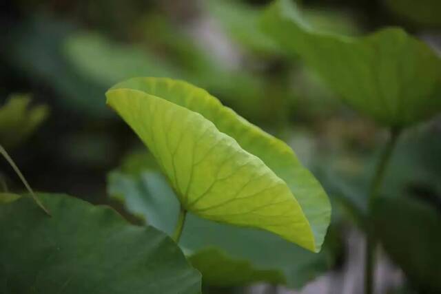 这个夏天，只想“荷”你在一起