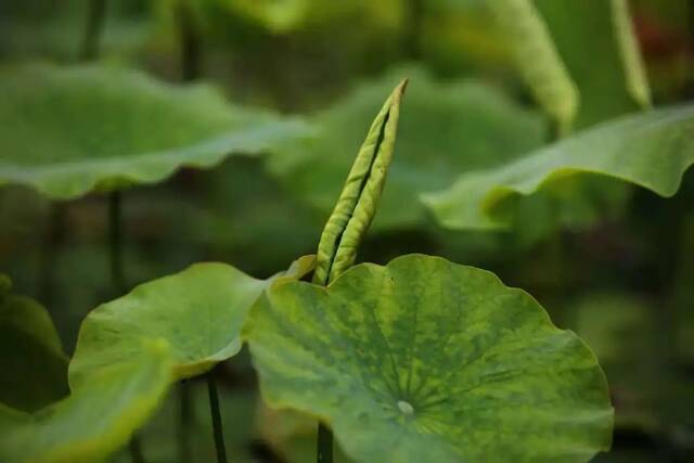 这个夏天，只想“荷”你在一起