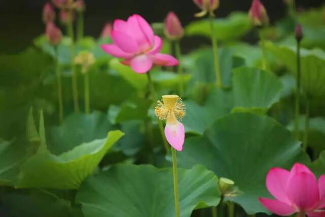 这个夏天，只想“荷”你在一起