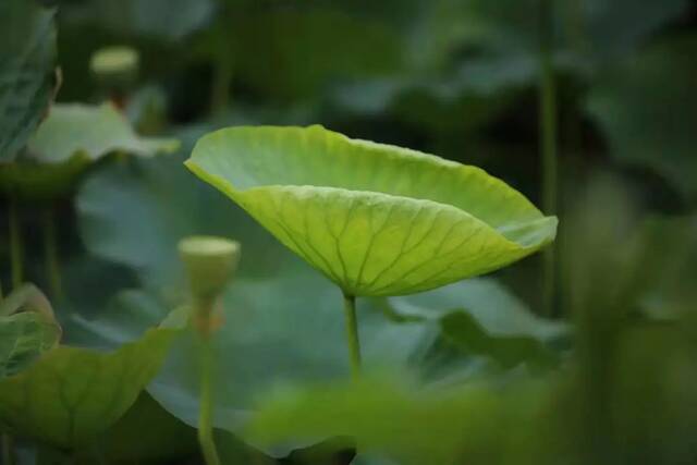 这个夏天，只想“荷”你在一起