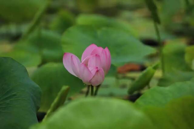 这个夏天，只想“荷”你在一起