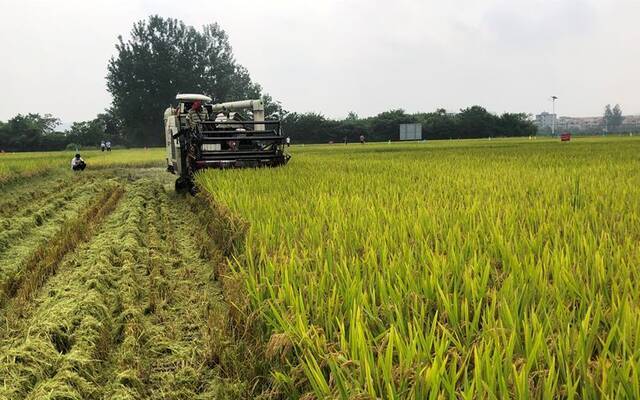 我国首个双季早粳稻品种选育成功 有望提前一季度吃上优质新米