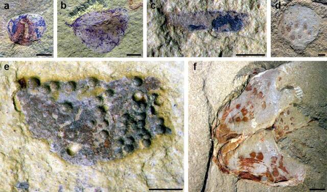 产自海晏新剖面的各类动物卵化石。云南大学古生物研究院供图