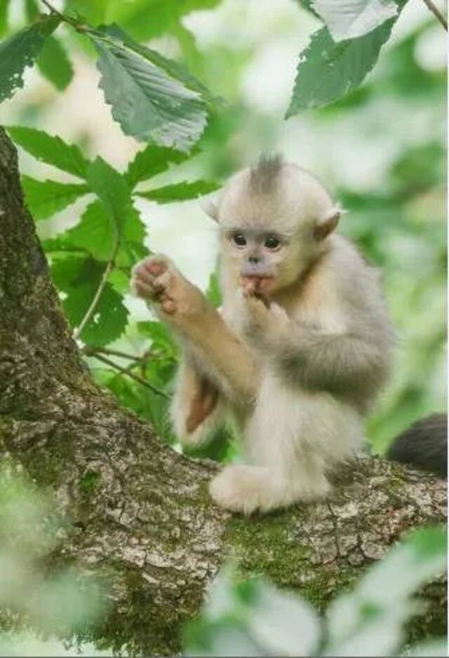 “猴”可爱！快来看滇金丝猴“发呆”