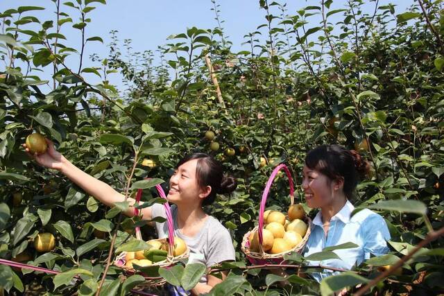 巴南建成6000亩高山梨园，申报地理标志认证并已通过绿色食品认证。游客梨园采摘梨子市农业农村委供图