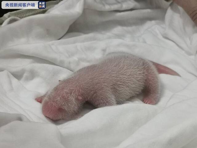 新纪录！中国大熊猫保护研究中心“重量级”熊猫宝宝诞生！