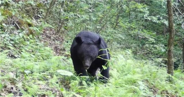 被保护区摄像头拍摄到的黑熊巫山县林业局供图