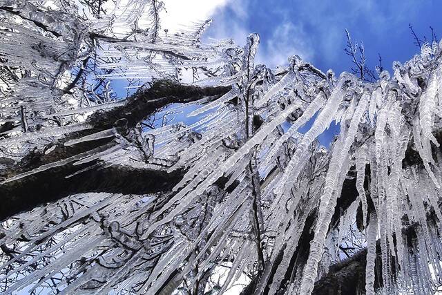 当地时间2021年7月28日，巴西圣若阿金，当地迎来罕见降雪，树上挂了冰凌。澎湃影像图