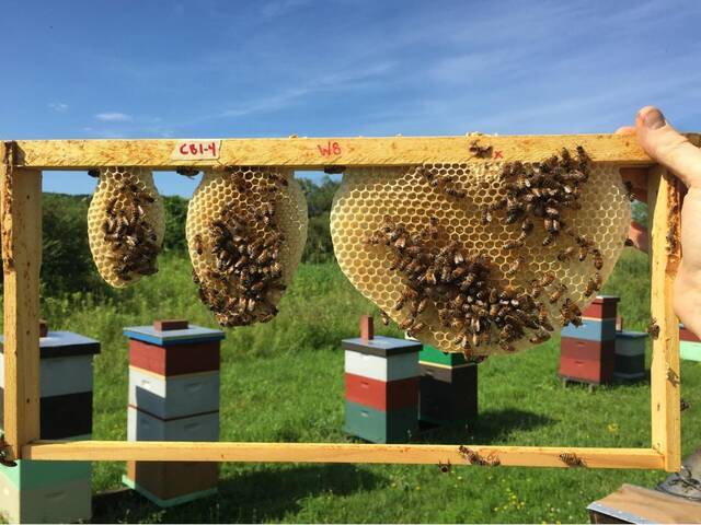 新研究探索了蜜蜂建造蜂巢的行为