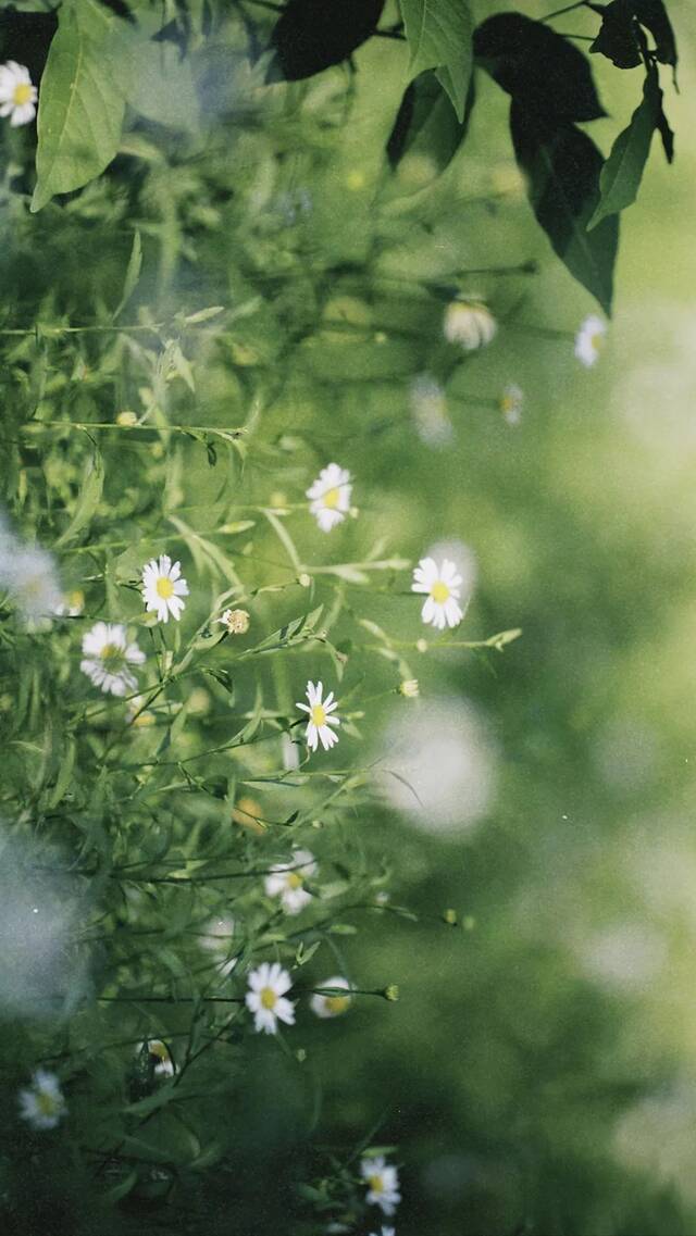 定格丨湖大的夏