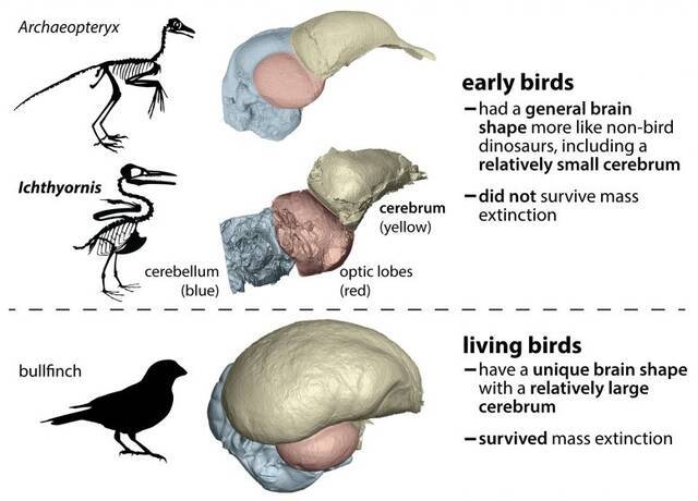 7000万年前的化石研究发现：独特的大脑结构可能是鸟类祖先在大灭绝中幸存下来的原因