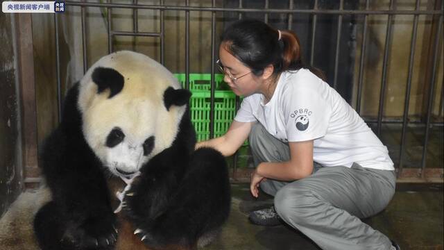 △图片来源：秦岭大熊猫研究中心（陕西珍稀野生动物救护基地）沈洁娜