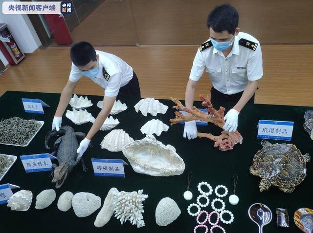 砗磲、玳瑁、珊瑚……广州海关查获濒危水生野生动物及其制品