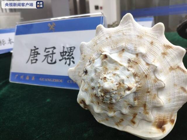 砗磲、玳瑁、珊瑚……广州海关查获濒危水生野生动物及其制品