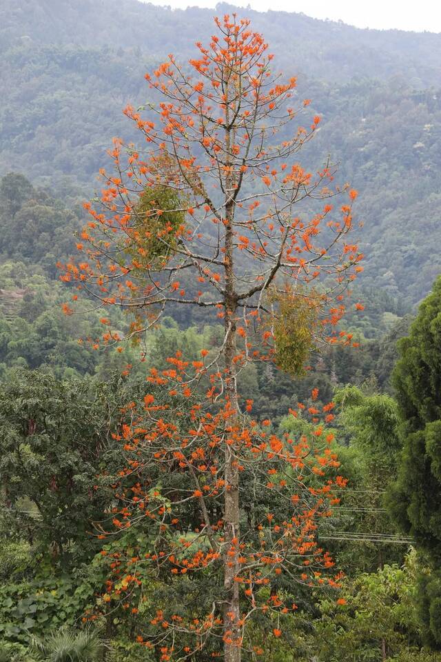 远看炮仗花？错了！走近再看看