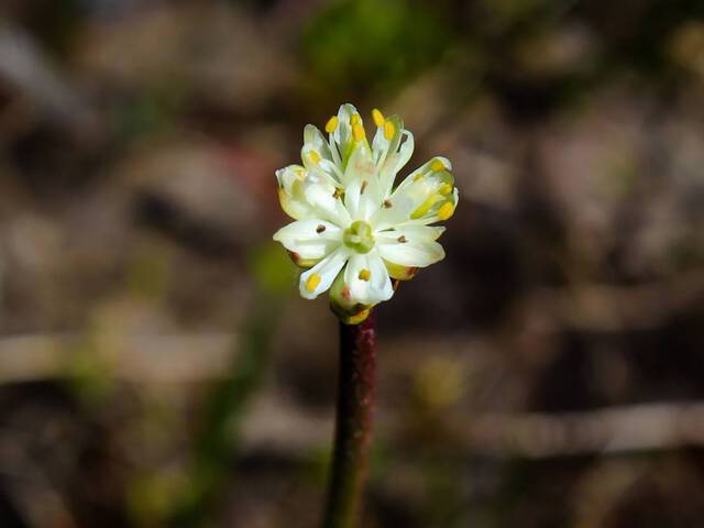 北美西部发现一种新的食肉植物——Triantha occidentalis