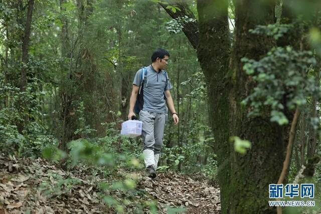 吴刚在林中寻找野生菌。新华网赵普凡摄