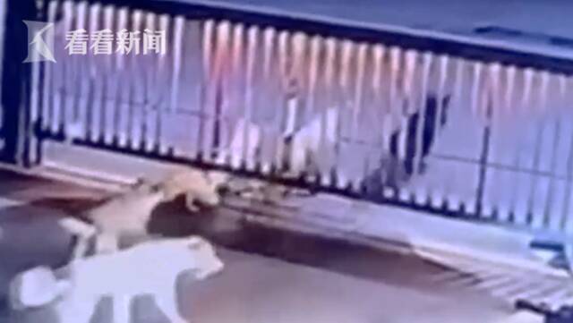 视频｜7条流浪狗深夜进小区合伙咬死流浪猫 民警出手了