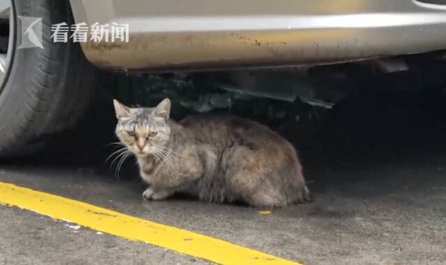 视频｜7条流浪狗深夜进小区合伙咬死流浪猫 民警出手了