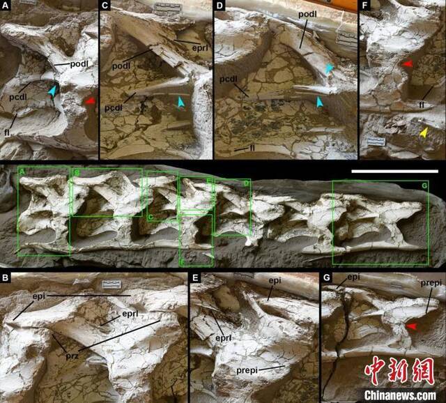 中国丝路巨龙化石正型标本。中科院古脊椎所供图