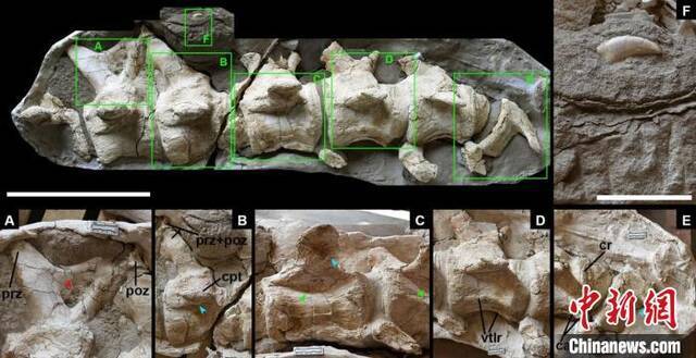 新疆哈密巨龙化石正型标本。中科院古脊椎所供图