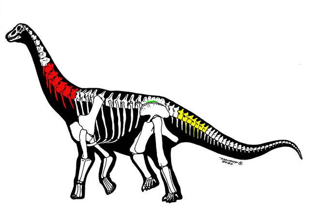 新研究的三件恐龙化石骨骼保存示意图（Maurilio Oliveira绘）红色（颈椎）：中国丝路巨龙；黄色（尾椎）：新疆哈密巨龙；绿色（荐椎）：未命名化石