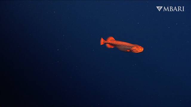 美国加州蒙特利湾深海发现“橙色幽灵鱼”Whalefish过去34年只发现过18次