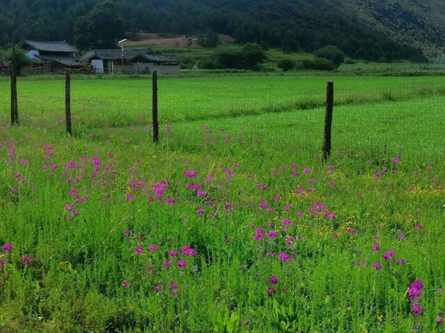 丽江的“后花园”，藏在这片“海”中