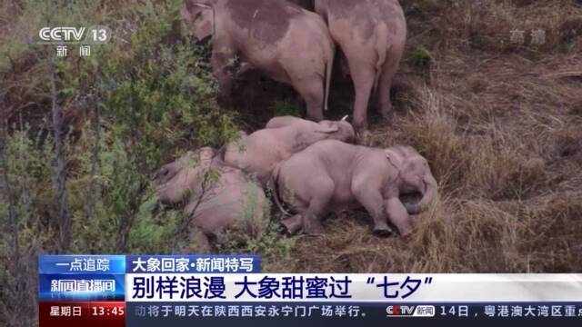 别样浪漫！野生亚洲象群回到墨江 甜蜜过“七夕”